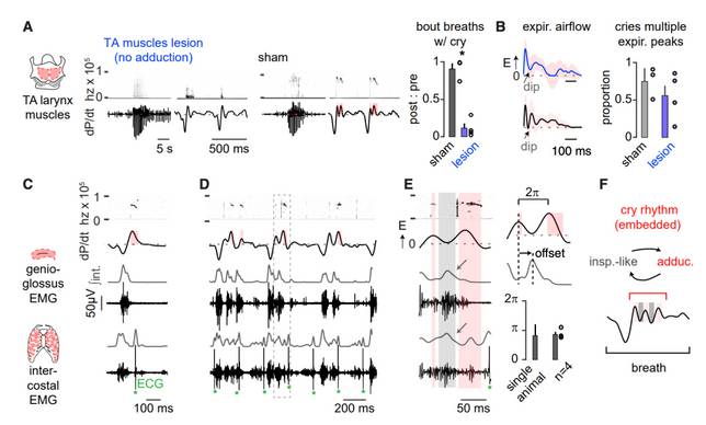 圖2：音節與呼吸相關肌群的活動模式相協調