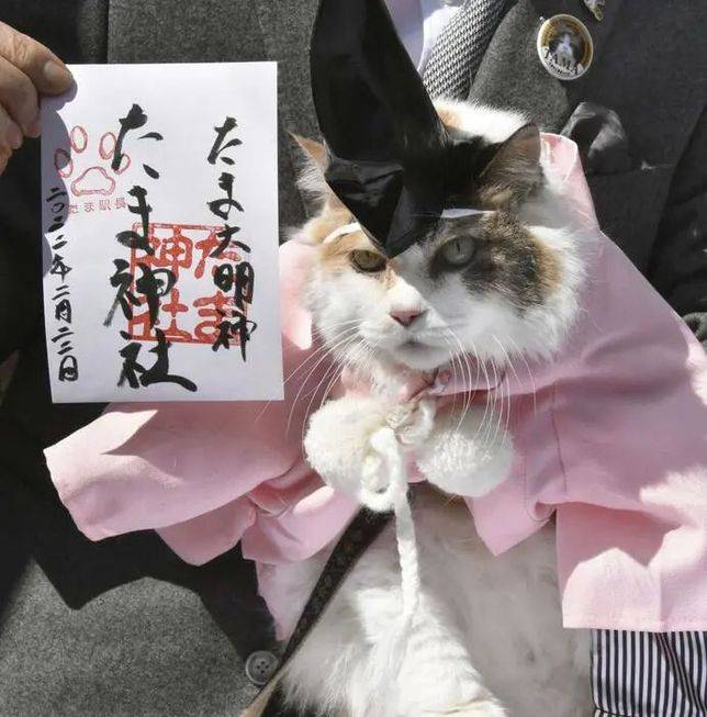 日本和歌山網紅貓站長就任神社宮司