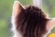 貓咪耳部的日常護理