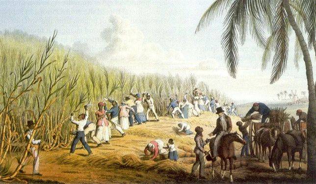 大航海時代，英國人在蘇利南開墾種植甘蔗