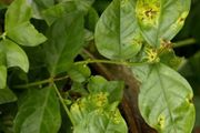 茉莉花病蟲害防護指南，葉黃怎麼處理，怎麼防止常見病蟲害？