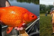 美國驚現9磅巨無霸金魚，比足球大，這是成精了？