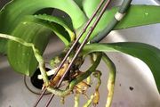 詳解蝴蝶蘭為啥容易爛根，水培輕鬆促生根，水養也能開花