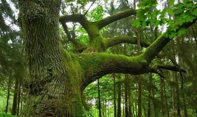 很多樹林裡的樹幹上也會長滿青苔