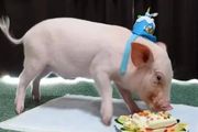 日本網紅直播養寵物小豬100天，然後親手殺掉吃了…
