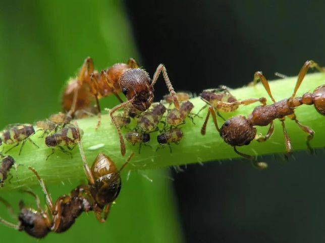6.螞蟻飼養的害蟲