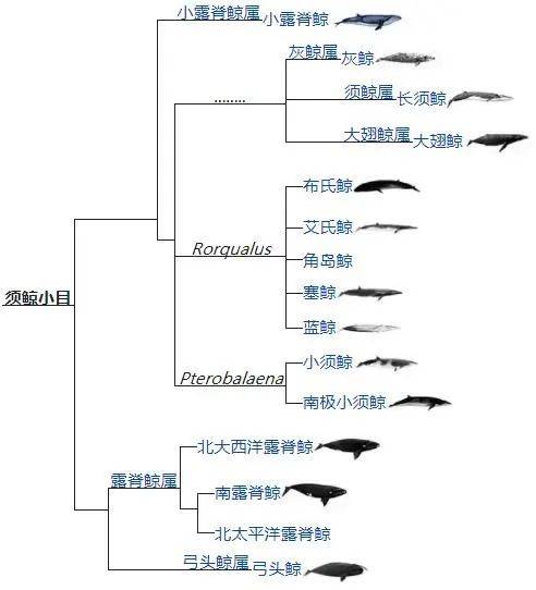 鬚鯨各物種間的系統發育關係