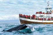 鯨魚數量沒有減少，但在加拿大觀鯨為什麼越來越難了？