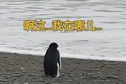 史上最倒楣企鵝？迷路從南極遊3000公里到紐西蘭，網友：QQ真的在異地登陸了！