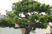 這2種「貴」樹，稱為家中「守護神」，折根枝養一盆，安居又旺運