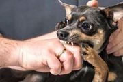 為什麼狗喜歡咬主人的手？