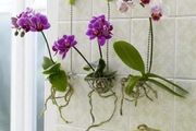 適合養浴室裡的10種盆栽植物，有觀花植物和觀葉植物，選哪種？