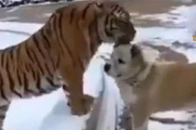 狗狗去看望一起長大的老虎，老虎一眼認出狗兄弟，畫面讓人感動