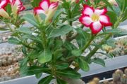 養盆栽沙漠玫瑰想每年開花，這6個養護條件要滿足