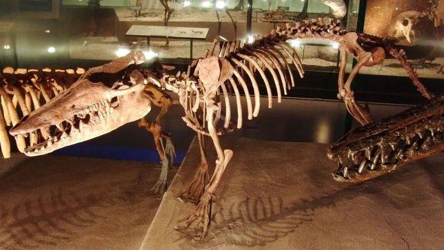 巴基鯨復原圖和化石