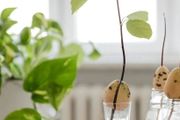 5類特別適合水培養護的植物，在窗臺上用小玻璃罐就能養好