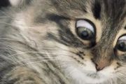 一隻西伯利亞貓的表情包在日本火了，這顏藝，渾身都是戲啊