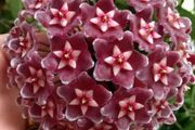 7種「香水花」，養一盆滿屋生香，開花180天，好看又貴氣