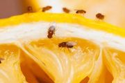 水果吃出的蟲子是什麼？