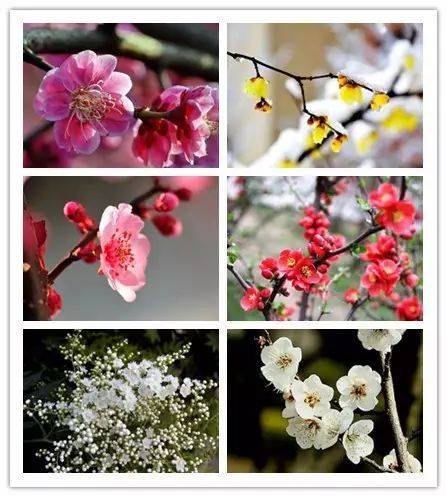梅花是中國十大名花之首，與蘭花、竹子、