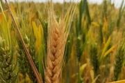 小麥種植技術與管理、施肥、冬管等要求
