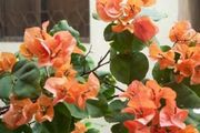 學習這20種盆栽花卉的正確澆水方法，全國各地都能養好花