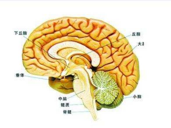 腦的結構（ 圖源：百度百科）