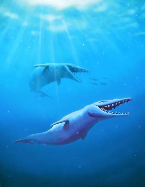 龍王鯨化石和復原圖