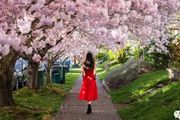 西雅圖：又是一年櫻花季，送你一份春日賞櫻地圖