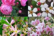 13種耐寒的盆栽花卉，零下20多度可存活，大部分南方也能種