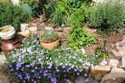 耐陰植物大搜羅，庭院、室內各適合種哪些耐陰植物呢？