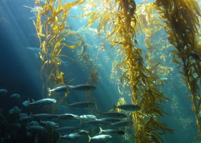 海藻酸促進作物生長的機理