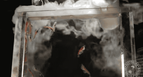 南極磷蝦圖片來源：見水印