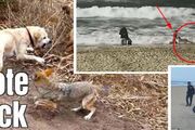 全市射殺郊狼！南加海灘小女孩險些被郊狼捕食，警方已經打死2只了