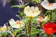 懶人養花看過來，這5種低養護植物，幾乎全年開花！