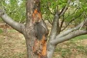 5種土方法，防治果樹腐爛病！