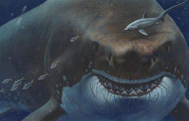 巨齒鯊成為新近紀海洋中的霸主