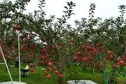日本高品質的蘋果樹形——開心形的特點與整形方法！
