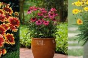 夏天在家裡佈置這15種耐旱植物，能適應暴晒和高溫，不用常打理