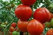 番茄的全套栽培技術（建議收藏)