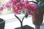 7種富貴花，都是「老壽星」，養成大花樹，高檔價值高