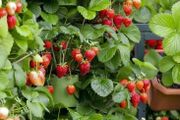 在花盆裡栽種的草莓也能保持多年生長，養護得當可以年年結果
