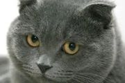 一起認識英國藍短貓，可愛憨厚還不養嗎？還在等什麼
