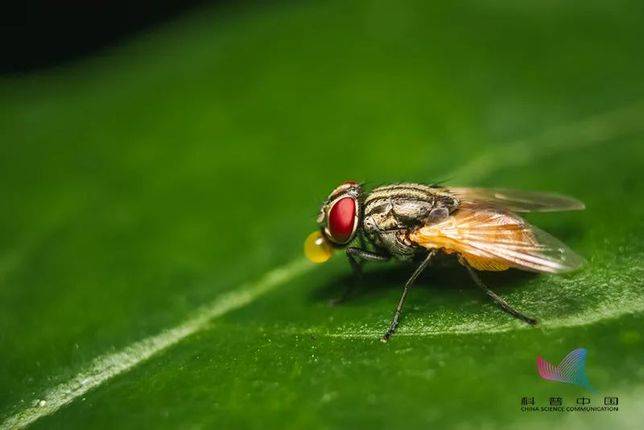 很多食物中長出的小白蟲 竟是蛆蟲 而你可能不完全了解它們 Vito雜誌