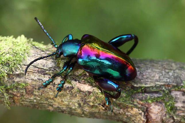 圖片來源：Rydzi: Coleoptera
