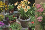 11種夏季開花燦爛的觀賞花卉，適合盆栽或地栽，西晒陽臺也能種