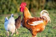 警告！加拿大爆發禽流感！致死率60%！超市常見雞塊被召回！