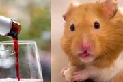 第一次知道，倉鼠原來是動物界的酒神