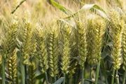 小麥灌漿期，決定產量高低！要想畝產千斤，應該怎樣管理？
