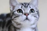 美短貓太瘦怎麼辦？小寵醫師教你如何養好美短貓